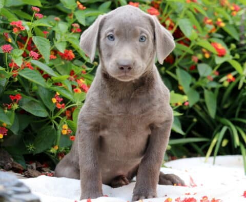 Cutie Lab