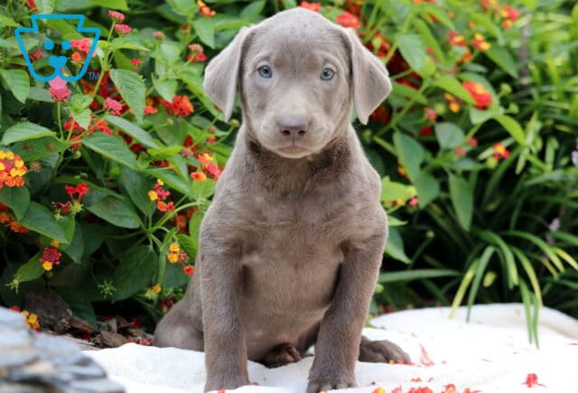 Cutie Lab image