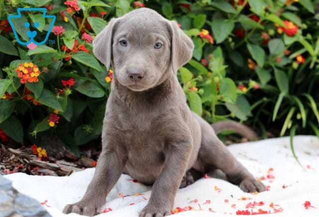 Cutie Lab2 image