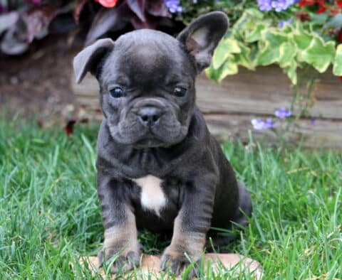 Sweet French Bulldog puppy with a white chest patch sitting on grass, one ear perked up in front of a flower bed with red and purple blooms.