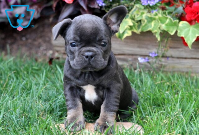 Sweet French Bulldog puppy with a white chest patch sitting on grass, one ear perked up in front of a flower bed with red and purple blooms. image