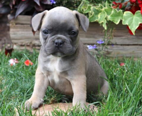 Light tan and gray French Bulldog puppy with a white chest sitting in green grass beside bright red and purple flowers.