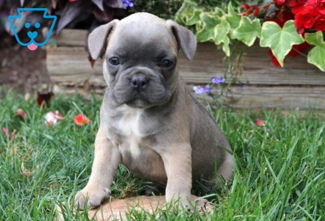 Light tan and gray French Bulldog puppy with a white chest sitting in green grass beside bright red and purple flowers. image