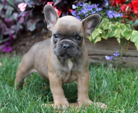 Playful fawn-colored French Bulldog puppy standing confidently on green grass with colorful flowers and ivy in the background.