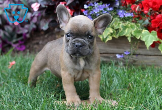 Playful fawn-colored French Bulldog puppy standing confidently on green grass with colorful flowers and ivy in the background. image