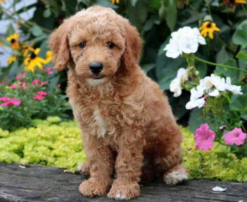 Dart Mini Goldendoodle
