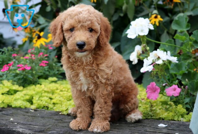 Dart Mini Goldendoodle image