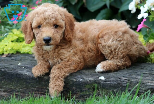 Dart Mini Goldendoodle2 image