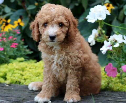 Dash Mini Goldendoodle