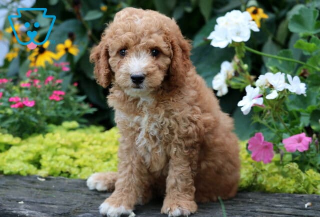 Dash Mini Goldendoodle image