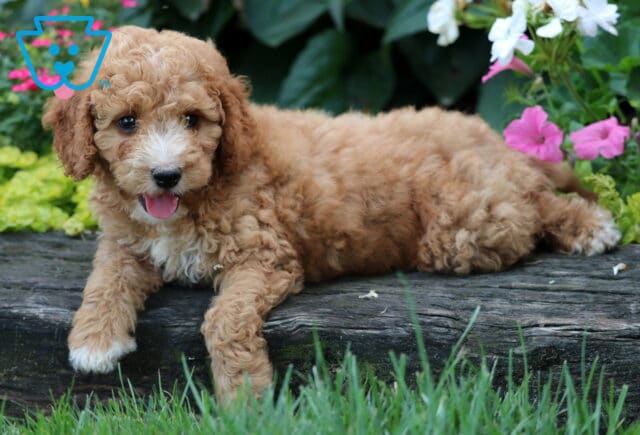 Dash Mini Goldendoodle2 image