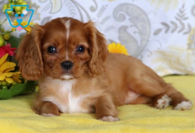 Adorable Cavalier King Charles Spaniel puppy with chestnut and white markings lying on a yellow blanket beside bright flowers. image