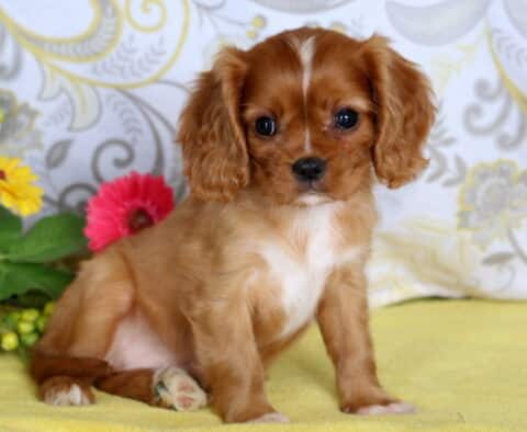 Sweet Cavalier King Charles Spaniel puppy with chestnut fur and white markings sitting on a yellow blanket beside colorful flowers.