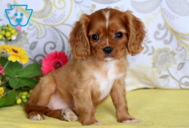 Sweet Cavalier King Charles Spaniel puppy with chestnut fur and white markings sitting on a yellow blanket beside colorful flowers. image