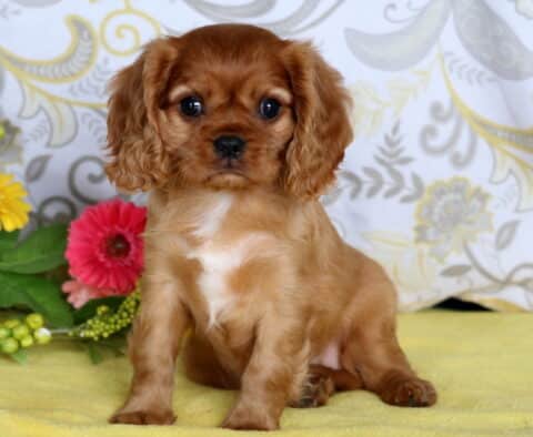 Charming Cavalier King Charles Spaniel puppy with silky chestnut fur and a white chest patch sitting on a yellow blanket near colorful flowers.