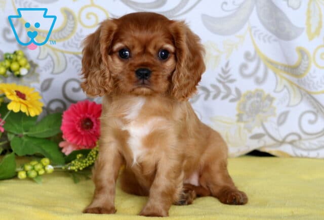 Charming Cavalier King Charles Spaniel puppy with silky chestnut fur and a white chest patch sitting on a yellow blanket near colorful flowers. image