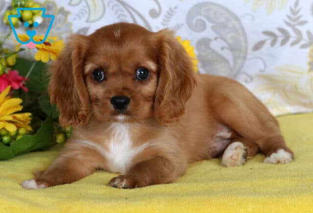 Adorable Cavalier King Charles Spaniel puppy with chestnut fur, a white chest patch, and big dark eyes lying on a yellow blanket beside flowers. image