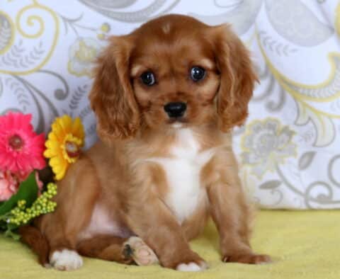Cavalier King Charles Spaniel puppy with silky chestnut fur and a white chest sitting on a yellow blanket beside bright pink and yellow flowers.