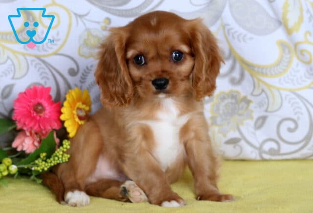 Cavalier King Charles Spaniel puppy with silky chestnut fur and a white chest sitting on a yellow blanket beside bright pink and yellow flowers. image