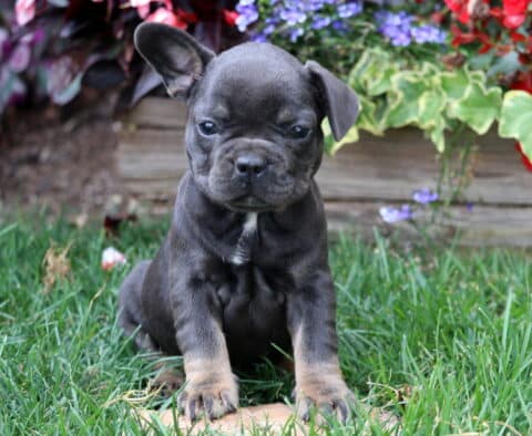 French Bulldog puppy with one floppy ear and a small white patch on its chest sitting alert in green grass near a vibrant flower bed.