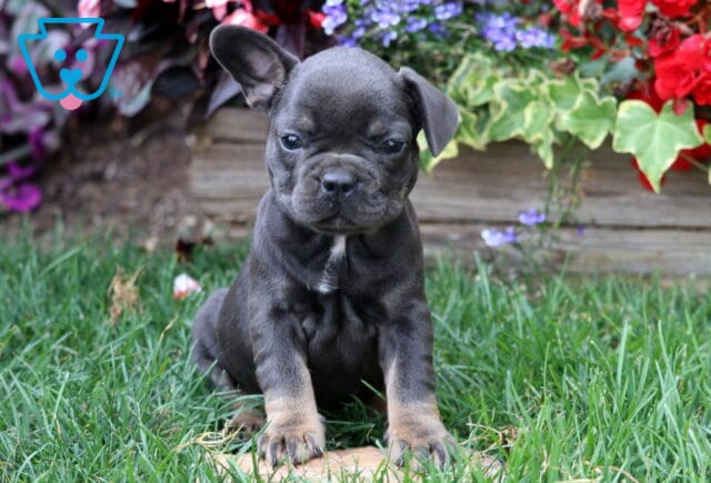 French Bulldog puppy with one floppy ear and a small white patch on its chest sitting alert in green grass near a vibrant flower bed. image