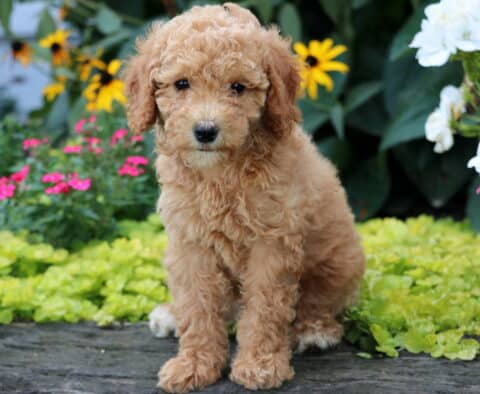 Dixie Mini Goldendoodle