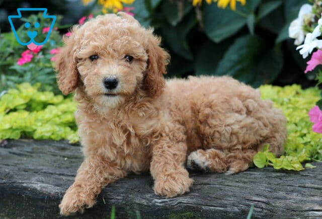 Dixie Mini Goldendoodle2 image
