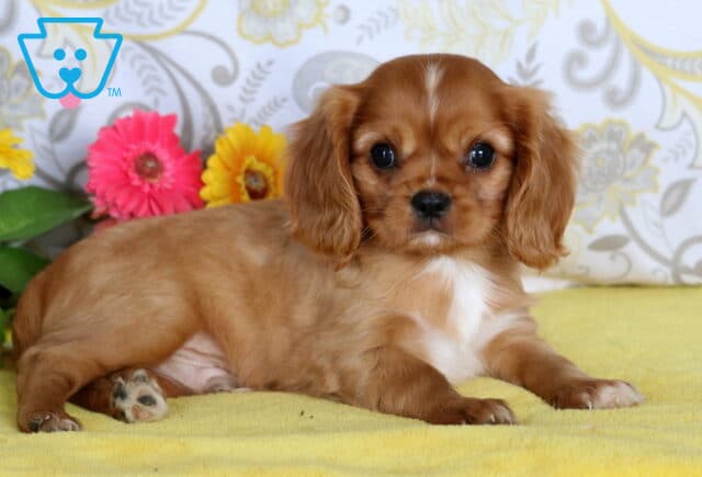 Cute Cavalier King Charles Spaniel puppy with chestnut fur and a white blaze lying on a yellow blanket beside colorful flowers. image