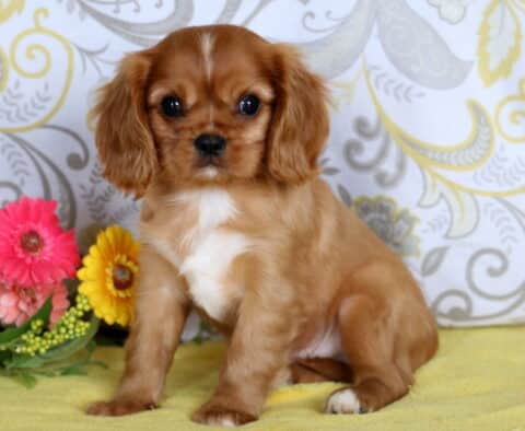 Adorable Cavalier King Charles Spaniel puppy with chestnut fur, white chest markings, and a white blaze sitting on a yellow blanket beside flowers.