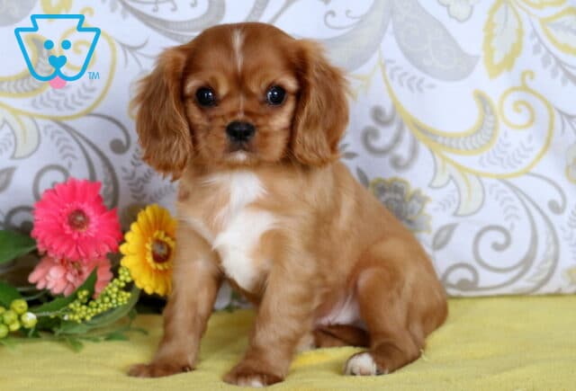 Adorable Cavalier King Charles Spaniel puppy with chestnut fur, white chest markings, and a white blaze sitting on a yellow blanket beside flowers. image