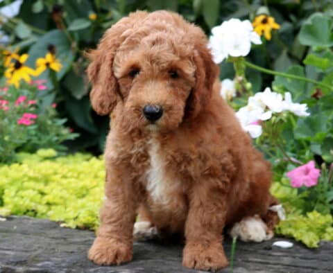 Domino Mini Goldendoodle