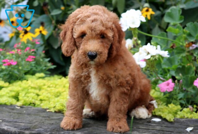 Domino Mini Goldendoodle image