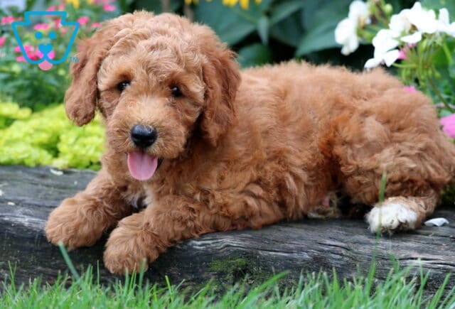 Domino Mini Goldendoodle2 image