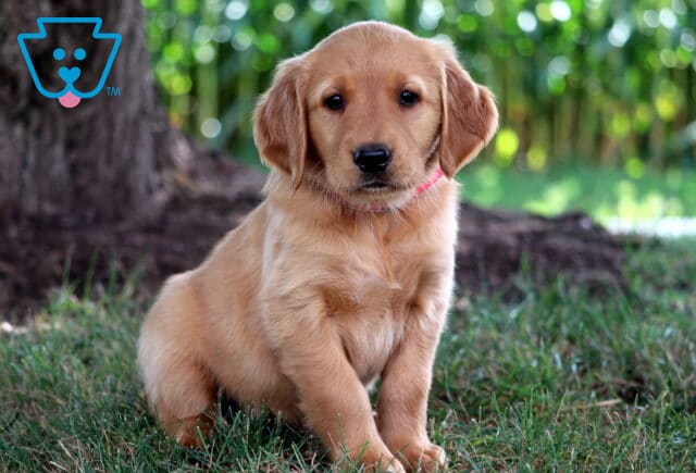 Dora Golden image