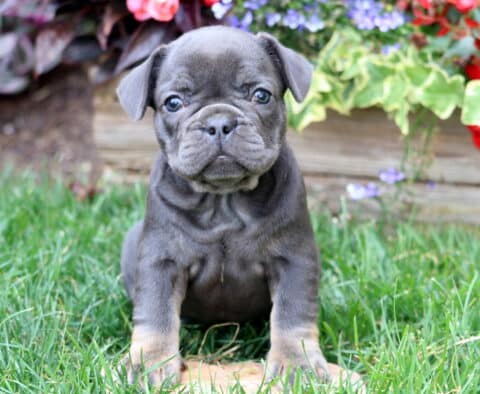 Adorable blue and tan French Bulldog puppy sitting on green grass in front of colorful flowers and wooden planter box.
