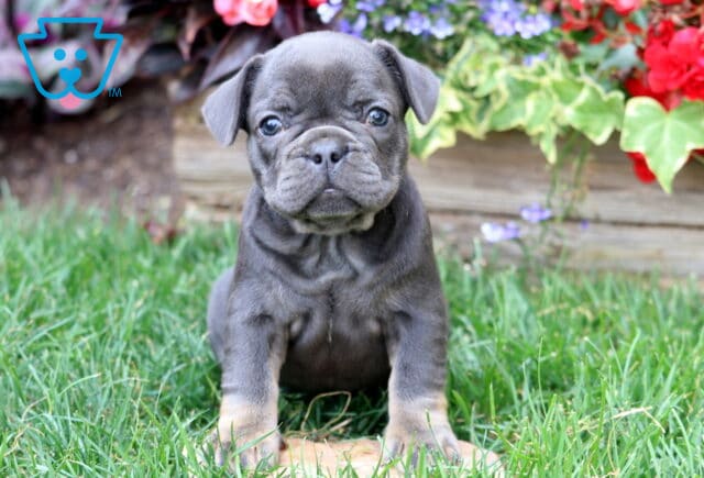 Adorable blue and tan French Bulldog puppy sitting on green grass in front of colorful flowers and wooden planter box. image