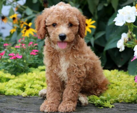 Drake Mini Goldendoodle