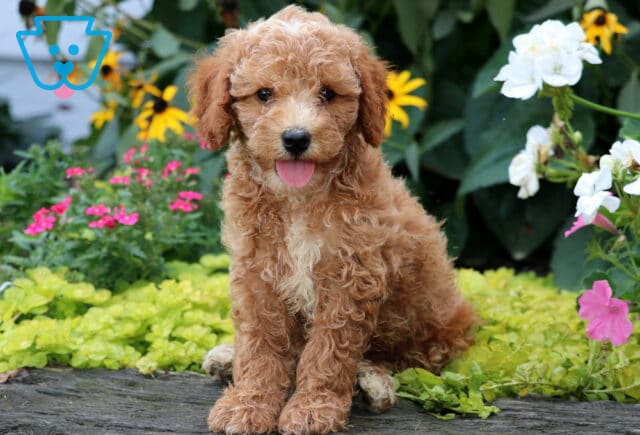 Drake Mini Goldendoodle image