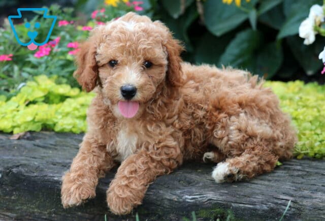 Drake Mini Goldendoodle2 image