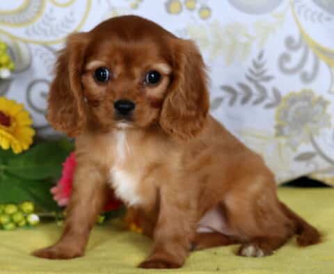 Sweet Cavalier King Charles Spaniel puppy with chestnut fur and a white chest patch sitting on a yellow blanket near bright flowers.