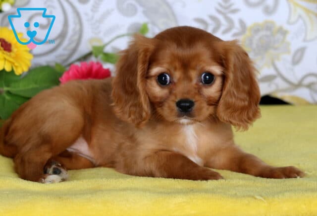 Cavalier King Charles Spaniel puppy with silky chestnut fur and a white chest patch lying on a yellow blanket beside colorful flowers. image