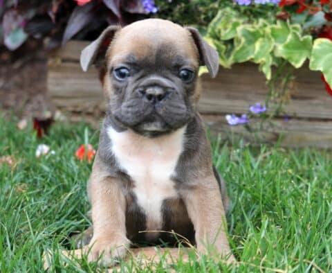 French Bulldog puppy with a tan and black coat and a white chest sitting in green grass, surrounded by colorful flowers and wooden edging