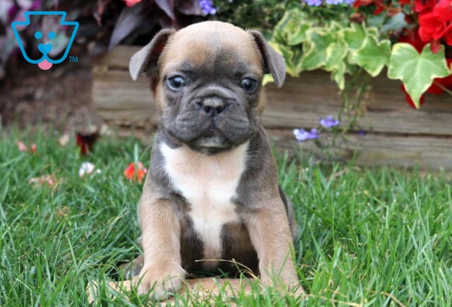 French Bulldog puppy with a tan and black coat and a white chest sitting in green grass, surrounded by colorful flowers and wooden edging image