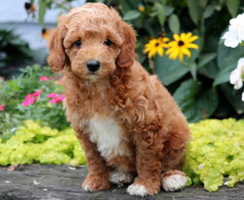Duke Mini Goldendoodle