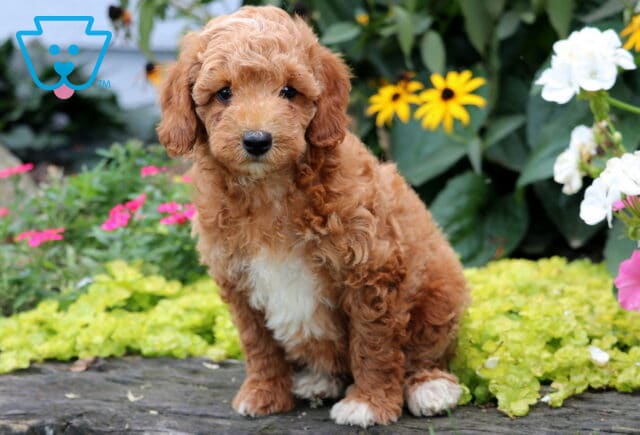 Duke Mini Goldendoodle image