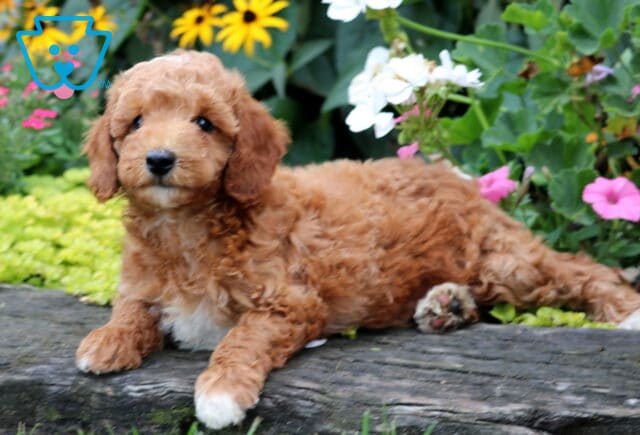 Duke Mini Goldendoodle2 image