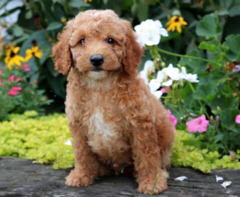 Dylan Mini Goldendoodle