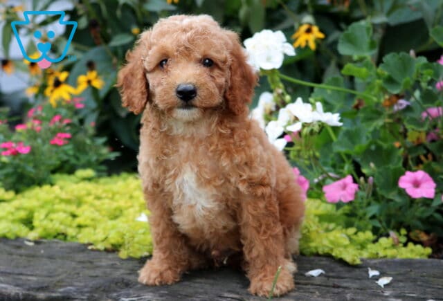 Dylan Mini Goldendoodle image
