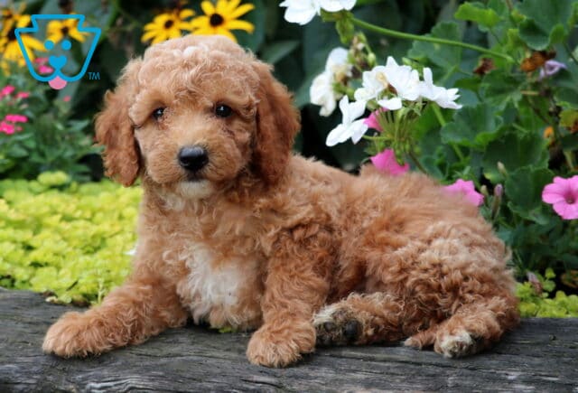 Dylan Mini Goldendoodle2 image