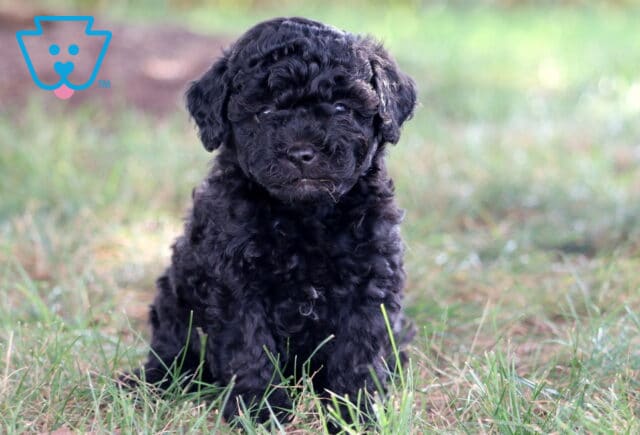 Easton Mini Poodle image